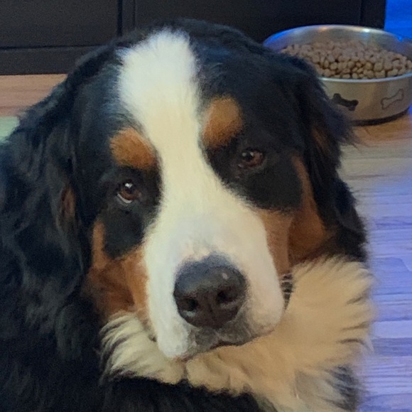 Meet your Posher, Riley - Picture 1 of 1